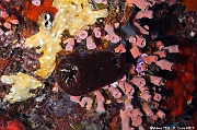 Pyura gangelion Ascidie Pyura-Maldives Fish Head-9m-20240423-da-DSC_6192_tn
